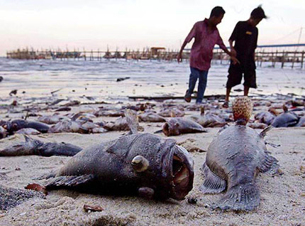 Морето край Кранево изхвърля полужива риба