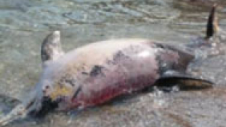 Морето изхвърли шести мъртъв делфин за месец 