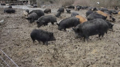Извадиха България от списъка с ограничения за движение на свинете