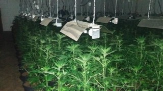 Разбиха високотехнологична оранжерия за канабис в Свещари