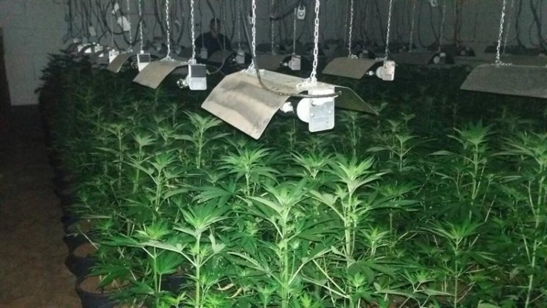 Разбиха високотехнологична оранжерия за канабис в Свещари