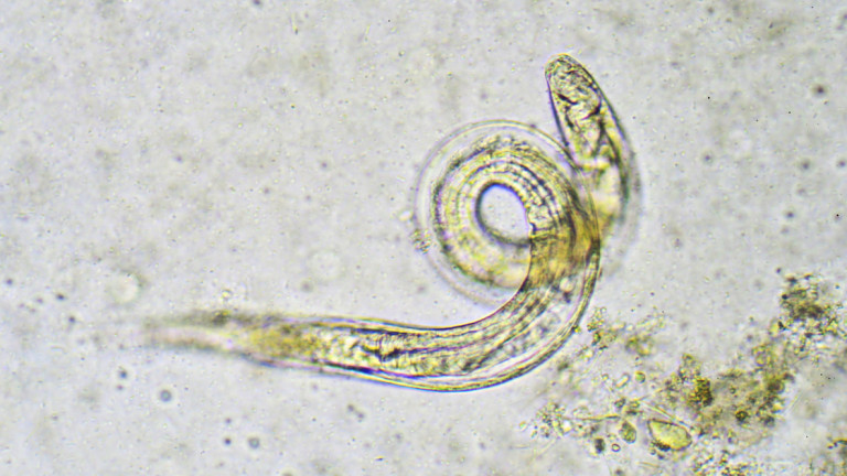 Учени съживиха червей, който е замразнал преди 46 000 години -