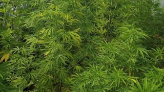 Над 700 кг марихуана откриха в имот в Благоевградско, двама задържани 