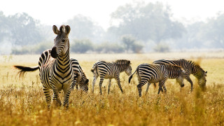 Защо зебрите имат ивици