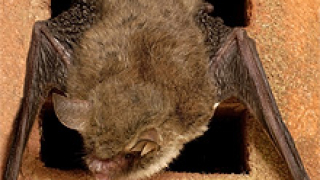 200 защитени прилепа умряха заради грешка на ВиК Шумен