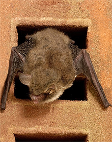 200 защитени прилепа умряха заради грешка на ВиК Шумен