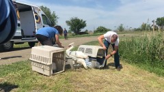 Проверяват случай с открити мъртви лебеди в Разградско