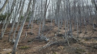Установена е незаконна сеч на 71 броя маркирани и немаркирани