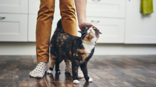 През ноември 2022 г Световните рекорди на Гинес определиха като