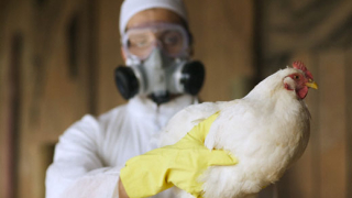 Регистриран е взрив на птичи грип в Непал