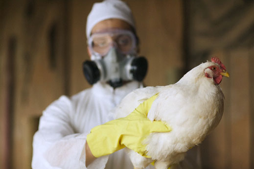 15-годишно момиче почина от птичи грип в Египет