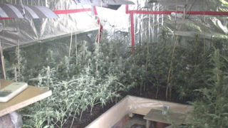 Разкриха оранжерия за канабис в ”Панчарево”