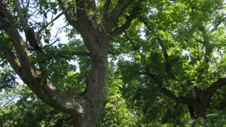 5-вековна черница и два 200-годишни ореха най-харесвани дървета за 2012-та