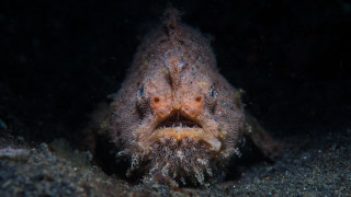 Дълбините на морето крият всякакви чудати същества доста от които