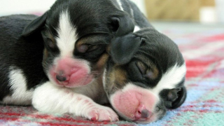 Клонирането поевтиня