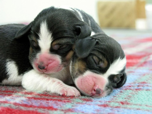 Клонирането поевтиня