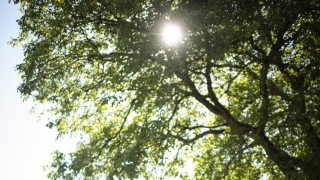 Гражданско сдружение Заедно за Пловдив сигнализира за опасността от изсъхнали