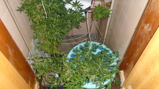 Специално оборудвана оранжерия за отглеждане и обработка на канабис в