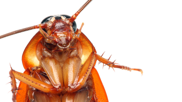 Гигантски хлебарки заплашват човечеството