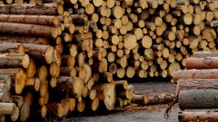 Горските служители искат 30% ръст на заплатите