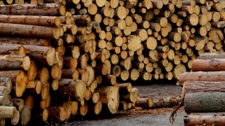 Голяма част от дървопреработващите предприятия в страната спряха работа или