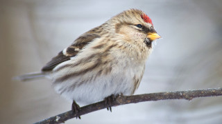 РИОСВ Пловдив и СНЦ Зелени Балкани пуснаха на свобода