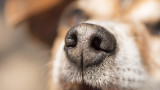  Ветеринарят, ваксинирал кучето Рая, можело да бъде лишен от права за 3 месеца 