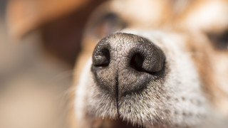 Граждани алармират за поредна жестокост над куче Шофьор влачил куче