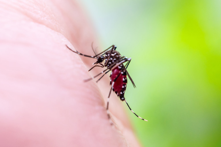 Вирусът се пренася от комари от рода Aedes