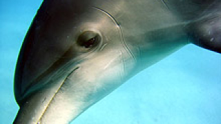 Солени глоби грозят убийците на делфини