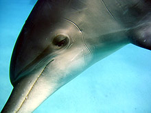 Делфинче се роди в делфинариума във Варна