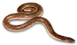 Зачестиха ухапванията от змии във Варненско