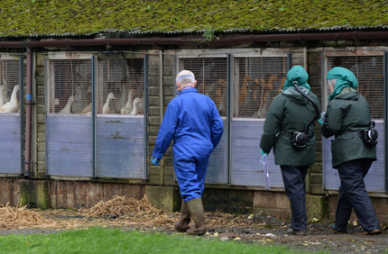 Откриха птичи грип във ферма за патици в Северна Англия 