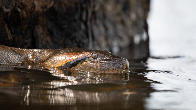 Изследователи в Амазонската джунгла са открили най-големия вид змия в
