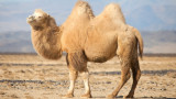  Двугърба камила е най-новият жител на столичния зоопарк 