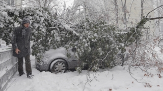 Снегът събори дървета и остави без ток част от Кюстендил