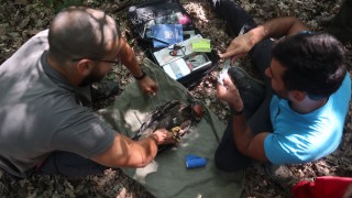 Първите в страната три малки кресливи орли маркирани с GSM