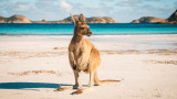  Кажи ми кенгуру, с цел да ти опиша за Австралия 