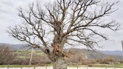 Вековната гора на България порасна с още две защитени дървета
