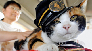 Улична котка спаси японска компания от фалит