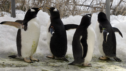 Пингвин – пощальон спечели конкурса за Антарктида