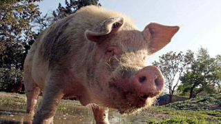 Свинският грип не е заплаха за животновъдството в Гърция и Кипър