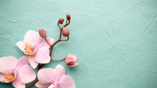 Едно от най красивите и широко разпространени цветя орхидеята крие
