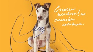 Организация Четири лапи призовава за отговорното отношение към домашните любимци