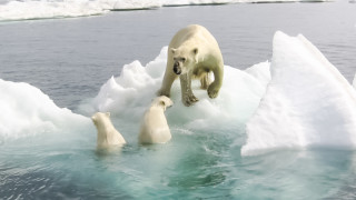 Мрачната прогноза за бъдещето на полярните мечки