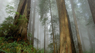 Еколози се обявиха против новия Закон за горите