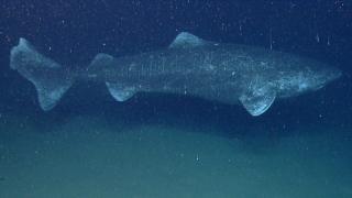 Акула на 400 години живее край Гренландия (ВИДЕО)