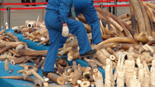 114 слона са убити в Кения заради контрабанда на слонова кост