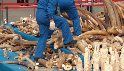262 кг. слонова кост хванаха на летището в Цюрих