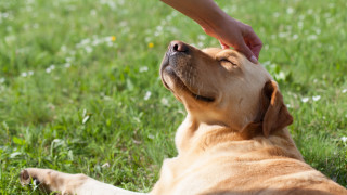 Сред всички животни които могат да бъдат домашни любимци хората
